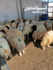  17 ذبيح للبيع طيبه سمان عزيمه ثلاجه خرفان طيبة هرفي جذع وتساب اتصال لتوصيل جميع مناطق قطر سوري بلدي