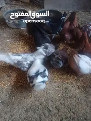  2 طيور حمام للبيع