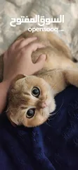  6 Scottish fold