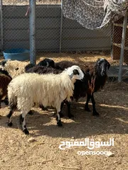  4 استماره بيع 4 كباشه جعد 2