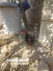  2 ديج عرب للبيع