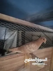  8 للبيع او للبدل فراخ حمام مفاطيم مش مجرودات للبيع  كوم حرق على 3.5 الفرخ او التبديل على كنارات