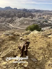  5 جرو بيتبول بيور