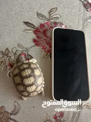  6 Baby Sulcata Tortoise