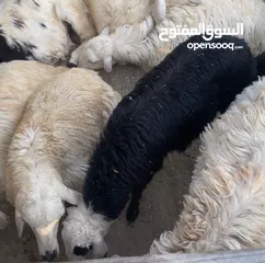  2 كبش ذبايح مطعومات  لحمة طيبة