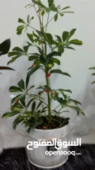  2 نباتات داخلية طبيعية