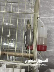  1 ثلاث فراخ كوكتيل مع الأب
