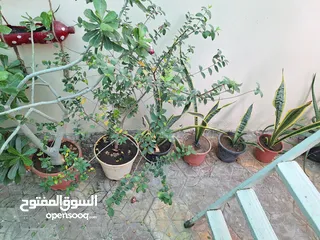  9 Plants for sale