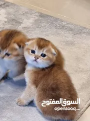  1 NY12 gold chinchilla scottish fold cats