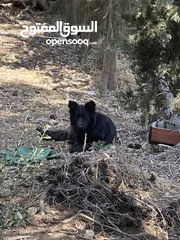  4 German shepherd show line  Royal black  Black tan  Sable brown