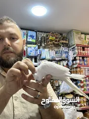  9 البينو كوكتيل أبيض جامبو أليف جدا