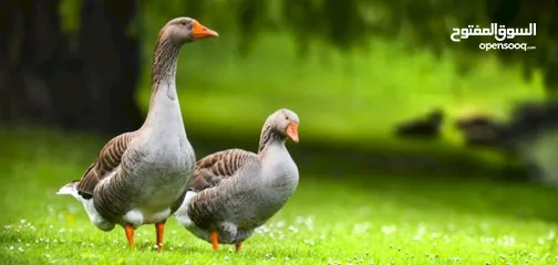  28 مشروع المليون دينار فقط لأصحاب مطاعم الحمص والفول والفلافل والمستثمرين من يرغب الأستثمار في المشروع