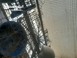  7 أرانب هجين فراخ