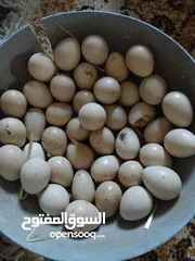  2 متاح بيض حجل أبيض للبيع