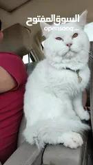  2 percian socialy kind withot voice persian cat