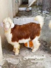  3 جدي رحبي. .