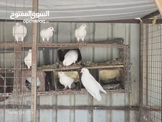  6 طاووس  وحمام فرنسي