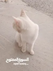  2 قط للبيع  شيرازي