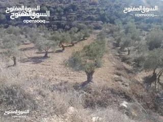  3 ارض للبيع في صوريف - خلة ابو سليمان