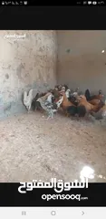  1 للبيع دجاج  عماني