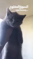  11 Scottish fold and Scottish streat