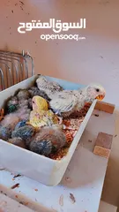  4 فراخ زق يدوي