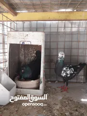  9 حمام نخب صحه ونضافه للبيع