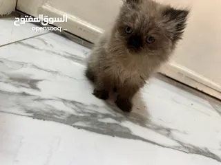  4 قطط همالايا عمرهم شهرين