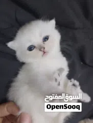  5 Pure Scottish/ بيور سكوتش