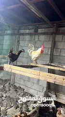  2 دجاج فيومي وفرنساوي وبحريني
