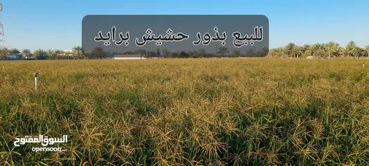  5 بذر حشيش كتمبورا رودس عماني  جديد وبذر حرية ( غشمر) عماني انتاج السنة