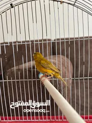  3 اثنى كناري للبيع