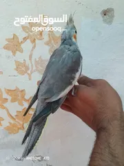  11 متاح جوز حب وحبه كوكتيل للبيع اقرا التفاصيل جيدا