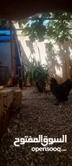  7 "جوز براهما ثقيل ونظيف – عمر سنة"
