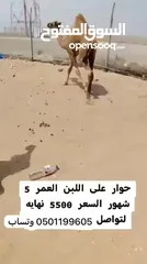  2 للبيع حوار على لبن سمين