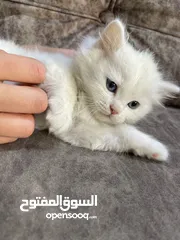  5 كيتن شيرازي بيور صغيرة للبيع بسعر مناسب لعوبة ونظيفة ،،، متدربه عاللتر بوكس  وشيرازي وهيمالايا للبيع