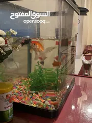  3 Aquarium fish tank with filter
