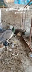  2 طاووس للبيع عمر سنتين