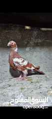  8 حمام للبيع فحول زق وجوز بواز