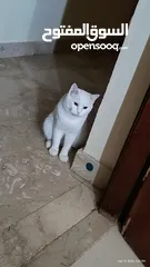  4 Turkish angora mix breed cat for adoption