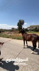  1 حصان نخب عاقل ساغ من جميعو ثلاث سنوات