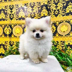  6 pomeranian dogs male and female 2 month old