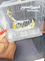  7 جوز ببغاء كوكتيل