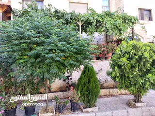  10 شقة ارضية للبيع