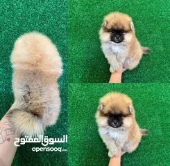  3 Pomeranian for sale . WHATSAPP ME  +1(484)718‐9164‬