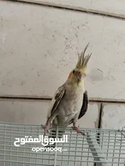  5 جوز كوكتيل للبيع