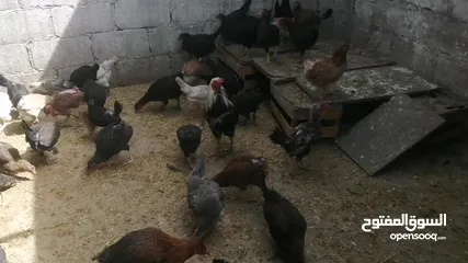  5 بيض بلدي. مطاير طيور مينا اربد (كل اشي مكتوب بالإعلان)