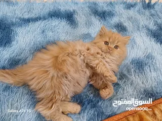  7 قطط مكس شانشيلا وهمالايا
