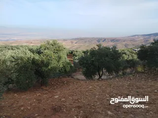  25 مزرعة زيتون ملوكية اطلالة ع الغرب و جبال فلسطين ع ثلاث شوراع قرب شارع الستين ثغرة السلطان