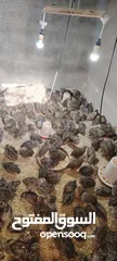  4 فر سوبر جامبو عمر 38 يوم سعر الجوز 1.5